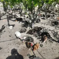 بوقلمون و مرغ خروس