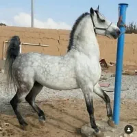 معاوضه زمین با اسب