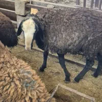 بره نر شال قوچی و قوچ ۴دندان|حیوانات مزرعه|کبودرآهنگ, |دیوار