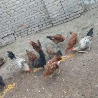 مرغ و خروس|حیوانات مزرعه|سبزوار, ابارش|دیوار