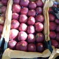 سیب میانه|خوردنی و آشامیدنی|کندوان, |دیوار