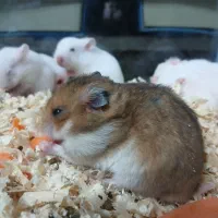 همستر های خوش رنگ