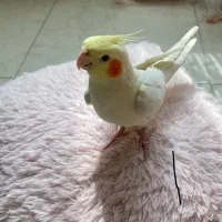 عروس هلندی|پرنده|گرمدره, |دیوار