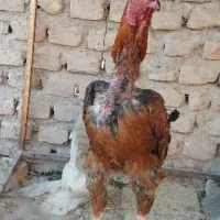 تخم مرغ نطفه دار