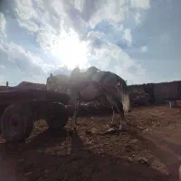 اسب باری با اخته رمانتی|اسب و تجهیزات اسبسواری|میاندوآب, |دیوار