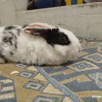 خرگوش خونگی معاوضه با کفتر و...