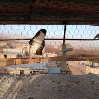 کفتر عالی|پرنده|نیشابور, مازول|دیوار