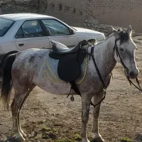 اسب|اسب و تجهیزات اسب‌سواری|دیواندره, |دیوار