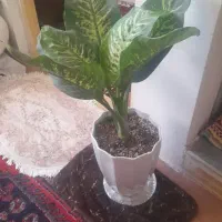 گل دفین باخیا