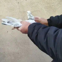 کبوترپلاکی|پرنده|محمدشهر, ولدآباد|دیوار