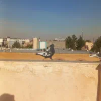 کفتر بوم فروش فوری