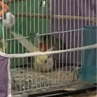 جفت کوتوله برزیلی کار داده و در حال کار