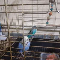 عروس هلندی و مرغ عشق|پرنده|کرمان, |دیوار