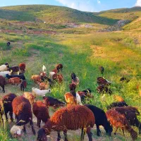 فروش بره نر