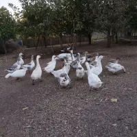 فروش تعدادی غازمحلی|حیوانات مزرعه|پیرانشهر, |دیوار