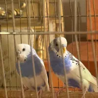 مرغ عشق مولد بهمراه تخم و قفس