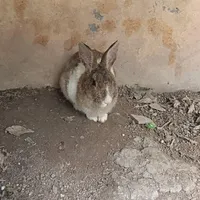 خرگوش