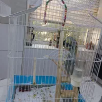 عروس هلندی،دستی و رام