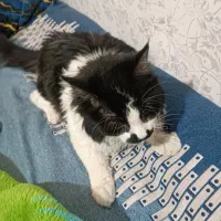 گربه نژادتاکسیدو جنسیت نرقیمت3تومن|گربه|محمدیه-قزوین, |دیوار