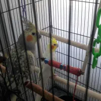 عروس طوطی|پرنده|قم, چهار امامزاده|دیوار