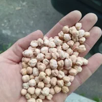 فروش حبوبات خرده|خوردنی و آشامیدنی|رشت, انصاری|دیوار