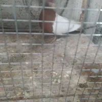 سینه سرخ ماده|پرنده|شیراز, سلطان آباد|دیوار