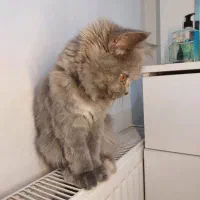 گربه بریتیش اسکاتیش بلو|گربه|تهران, توحید|دیوار