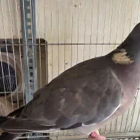 بنام خالق پرندگان|پرنده|تفت, |دیوار