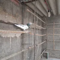 کبوتر پاکستانی