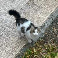 نیازمند وسایل گربه‌