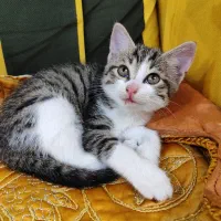 بچه گربه dsh دوماهه واگذاری رایگان