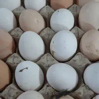 تخم مرغ خانگی