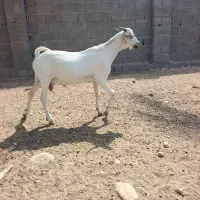 کهره نر