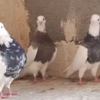 کبوتر طوقی اجری، الماسی، سیاه، قهوای|پرنده|اهواز, امانیه|دیوار