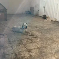 سگ الابای|سگ|شهریار, شهریار|دیوار