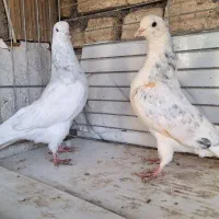 کبوتر پرشی جوجه افتاب ندیده