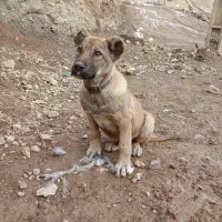 طوله سگ|سگ|ماکو, |دیوار