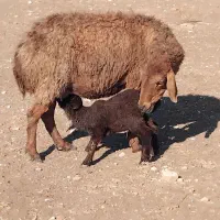 میش زاییده   شانزده نیم