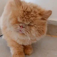 واگذاری گربه پرشین|گربه|کرج, فاز ۴ مهرشهر|دیوار