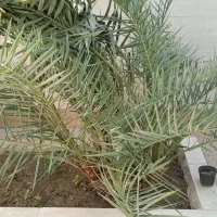 پاجوش درخت نخل نر