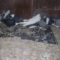 کفتر دمگیر و تهرانی وقناری|پرنده|مبارکه, |دیوار