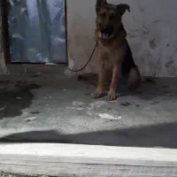 سگ ژرمن نگهبان|سگ|رشت, پسیخان|دیوار