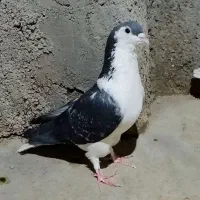 ساده مگس نر