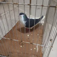 کبوتر چپ پاک بدونه غلط ماده بشرط