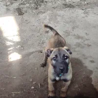 واگذاری ماده سرابی