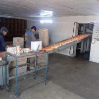 پخش تخم مرغ