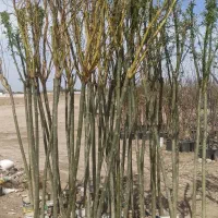 فروش‌ انواع نهال میوه