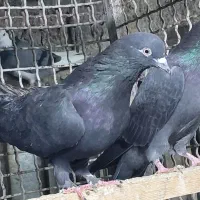 کبوتر هوایی اس|پرنده|قائمشهر, |دیوار