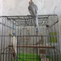 عروس هلندی مولد باتخم و جوجه