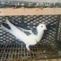 یک دسته کبوتر خوش رنگ ضمانتی